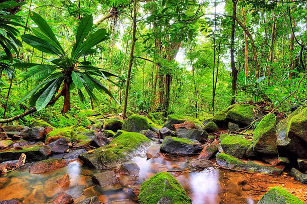 Rừng nhiệt đới Madagascar, Madagascar: Madagascar nổi tiếng thế giới vì là nơi trú ẩn của loài vượn cáo. Có hơn 20 loài vượn cáo sinh sống ở đây và 80% động, thực vật ở Madagascar không có ở các nơi khác trên thế giới. Nếu không được bảo vệ, đảo quốc này sẽ biến mất trong vòng 35 năm nữa vì hệ sinh thái đang bị hủy hoại nghiêm trọng bởi nạn săn bắt trộm, đốn cây, đốt rừng lập nông trại.