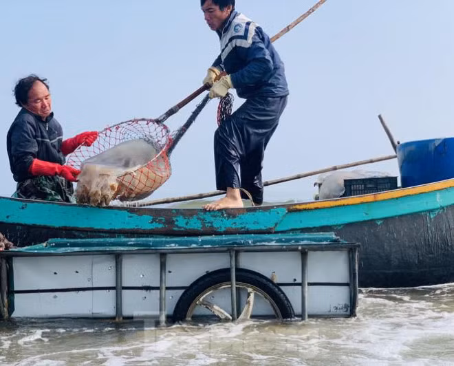 Mua sua bien, ngu dan kiem tien trieu moi ngay-Hinh-10