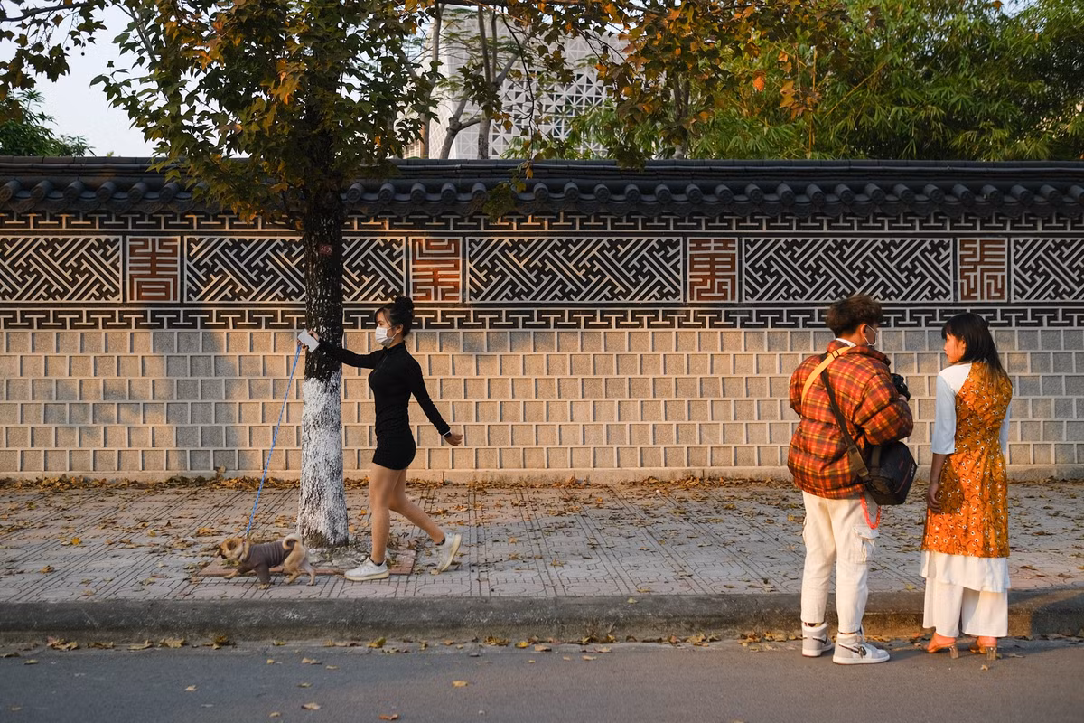 Hình ảnh phong lá đỏ chỉ diễn ra một năm một lần. Lá cây sẽ đổi màu đỏ rực khi trời nắng đẹp.