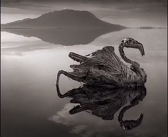 Kinh hoang nhung 