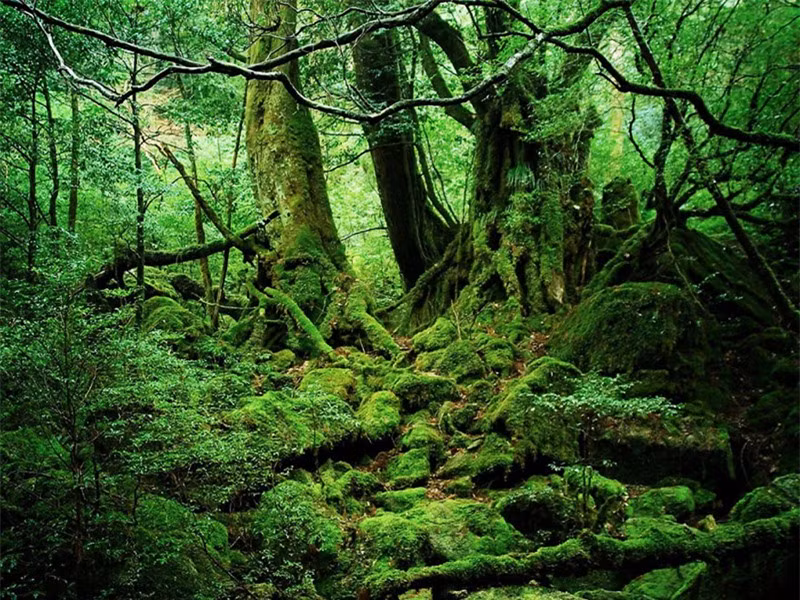 Yakushima là một hòn đảo của Nhật Bản có hình ngũ giác kỳ lạ. Nơi đây nổi tiếng là có rừng ôn đới độc đáo với hệ nguyên sinh quý giá, được công nhận là di sản thiên nhiên thế giới.