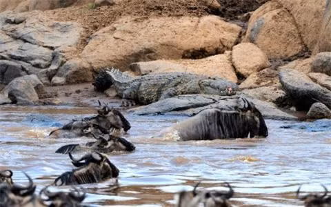  Cá sấu nằm đợi con mồi qua sông. 