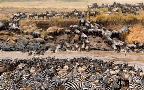  Hàng nghìn con ngựa vằn và linh dương vượt qua sông Mara tại khu bảo tồn quốc gia Maasai Mara của Kenya. 