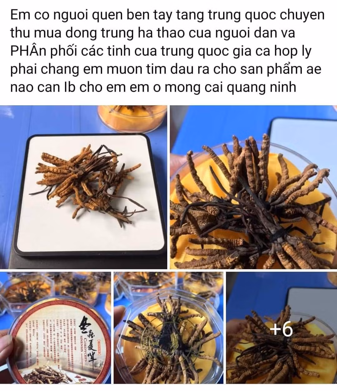 Thị trường đông trùng hạ thảo nở rộ - Hình 2 Thi truong dong trung ha thao no ro-Hinh-2