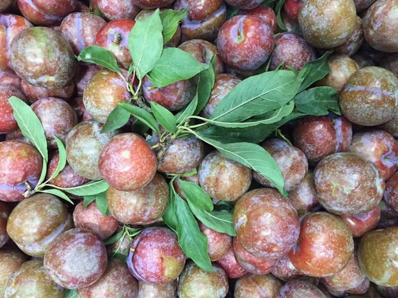 Bí kíp chọn mận ngon do chủ sạp hoa quả chia sẻ - Hình 2 Bi kip chon man ngon do chu sap hoa qua chia se-Hinh-2