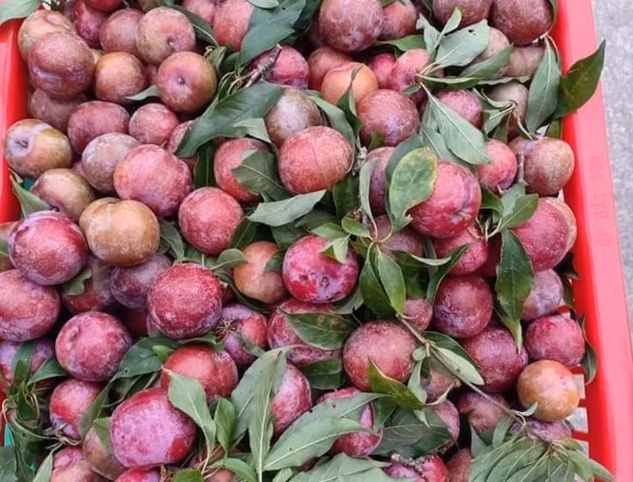 Bí kíp chọn mận ngon do chủ sạp hoa quả chia sẻ - Hình 4 Bi kip chon man ngon do chu sap hoa qua chia se-Hinh-4