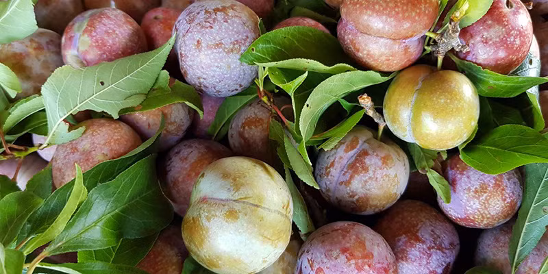 Bí kíp chọn mận ngon do chủ sạp hoa quả chia sẻ Bi kip chon man ngon do chu sap hoa qua chia se