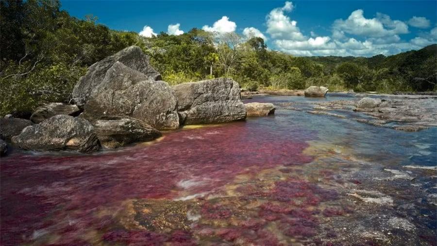 5.Cano Cristales, Colombia:Cano Cristales là địa điểm du lịch nổi tiếng thế giới, nơi được mệnh danh là "dòng sông màu sắc". Trong khoảng thời gian giữa mùa khô và mùa mưa tại đây, du khách sẽ được chiêm ngưỡng rất nhiều màu nước đa dạng từ đỏ, cam, xanh lục, vàng. Điều này được lý giải là do macarenia clavigera, một loại tảo đặc biệt được tìm thấy dưới lòng sông.