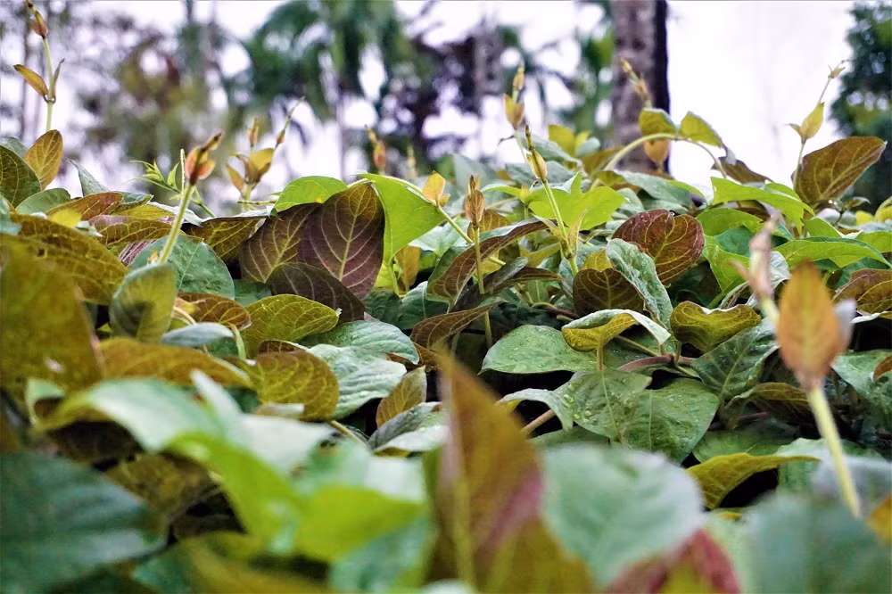 "Hái ra tiền" với cây leo bờ rào mà không mất một đồng đầu tư ảnh 2