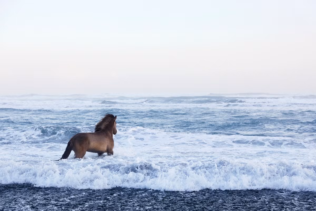 Giống ngựa Iceland được cho là loài ngựa Viking thuần chủng cao quý trên thế giới. Hơn 1.000 năm trước, những người từ Na Uy đã tới định cư đầu tiên trên băng đảo và mang theo một số con ngựa khỏe nhất trong đàn. Từ đó, chúng sống tách biệt ở đây và không bị lai tạo với bất kỳ giống ngựa nào khác.