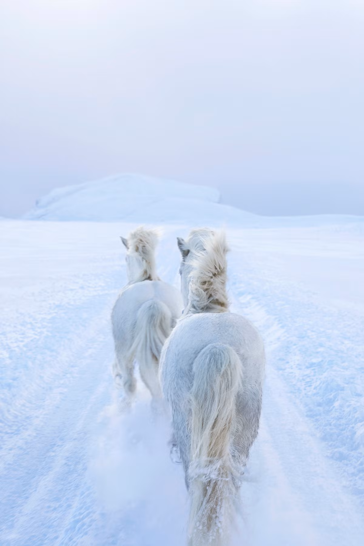 Cảnh đẹp của đất nước Iceland khiến du khách liên tưởng đến một thế giới không tưởng bước ra từ huyền thoại với những vùng đất phủ đầy tuyết, thác nước ầm ầm, bãi biển cát đen và đầm phá băng giá. Địa hình đa dạng nên trong quá khứ, đây là phương tiện duy nhất để di chuyển quãng đường xa. Ngựa Iceland có kích thước nhỏ nhưng khỏe mạnh và sống lâu.