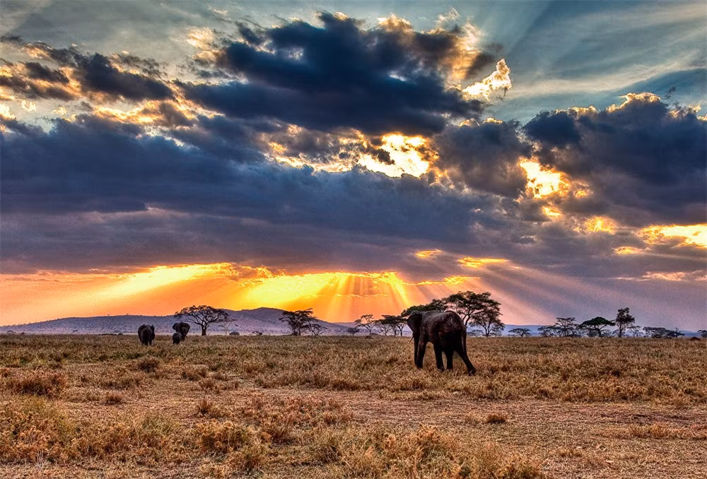 Công viên quốc gia Serengeti ở cộng hòa Tanzania là một trong những khu bảo tồn động vật hoang dã nổi tiếng và lâu đời nhất ở châu Phi.