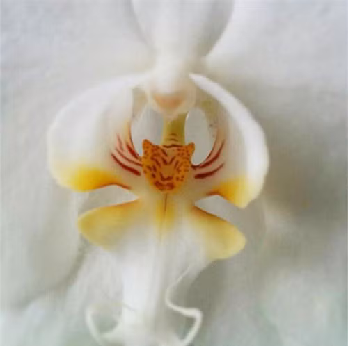 Một bông hoa chưa biết tên mang hình ảnh một "chú hổ" dũng mãnh. (ảnh: brightside.me). 