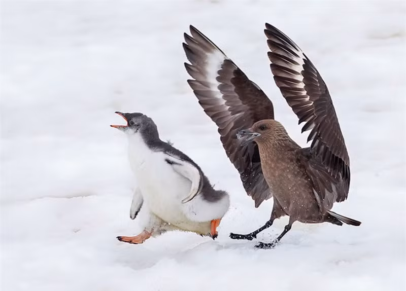 Nó chỉ biết la lên đau đớn khi bị chim biển "nhổ lông". 