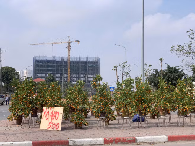 Quất, đào sale sập sàn vẫn vắng bóng người mua Quat, dao sale sap san van vang bong nguoi mua