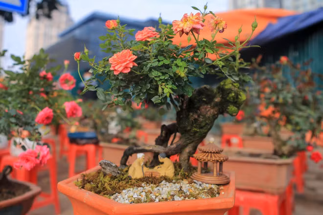 Quat, dao sale sap san van vang bong nguoi mua-Hinh-11