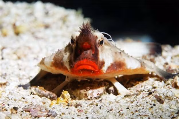 Cá dơi môi đỏlà sinh vật đặc hữu của quần đảo Galapagos thuộc Ecuador trên vùng biển Thái Bình Dương. Đôi môi như được tô son của loài cá này được tận dụng thu hút bạn tình hoặc con mồi.