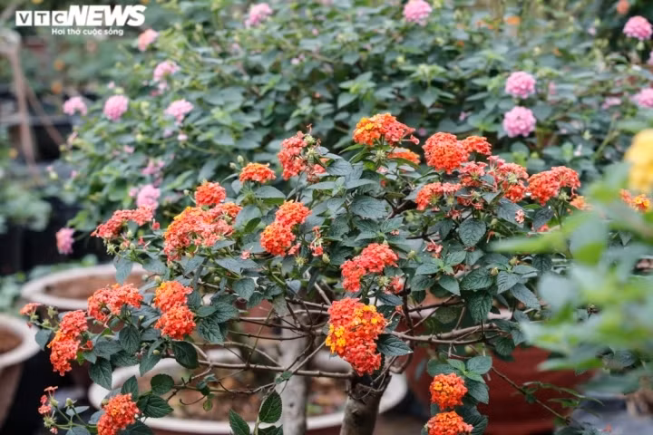 Nhờ ứng dụng các tiến bộ khoa học kỹ thuật, cấy ghép lai tạo, hiện nay những chậu hoa của anh Ngà có đủ kiểu dáng, màu sắc rất đa dạng.