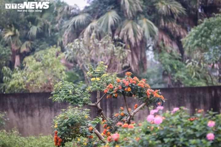 Những chậu cây ngũ sắc được anh Ngà tạo dáng bonsai đang được nhiều dân chơi cây cảnh ưa thích.