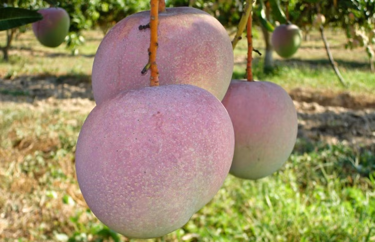 Xoài Úc bán đầy chợ 10.000 đồng/kg vẫn ế - Hình 5 Xoai Uc ban day cho 10.000 dong/kg van e-Hinh-5
