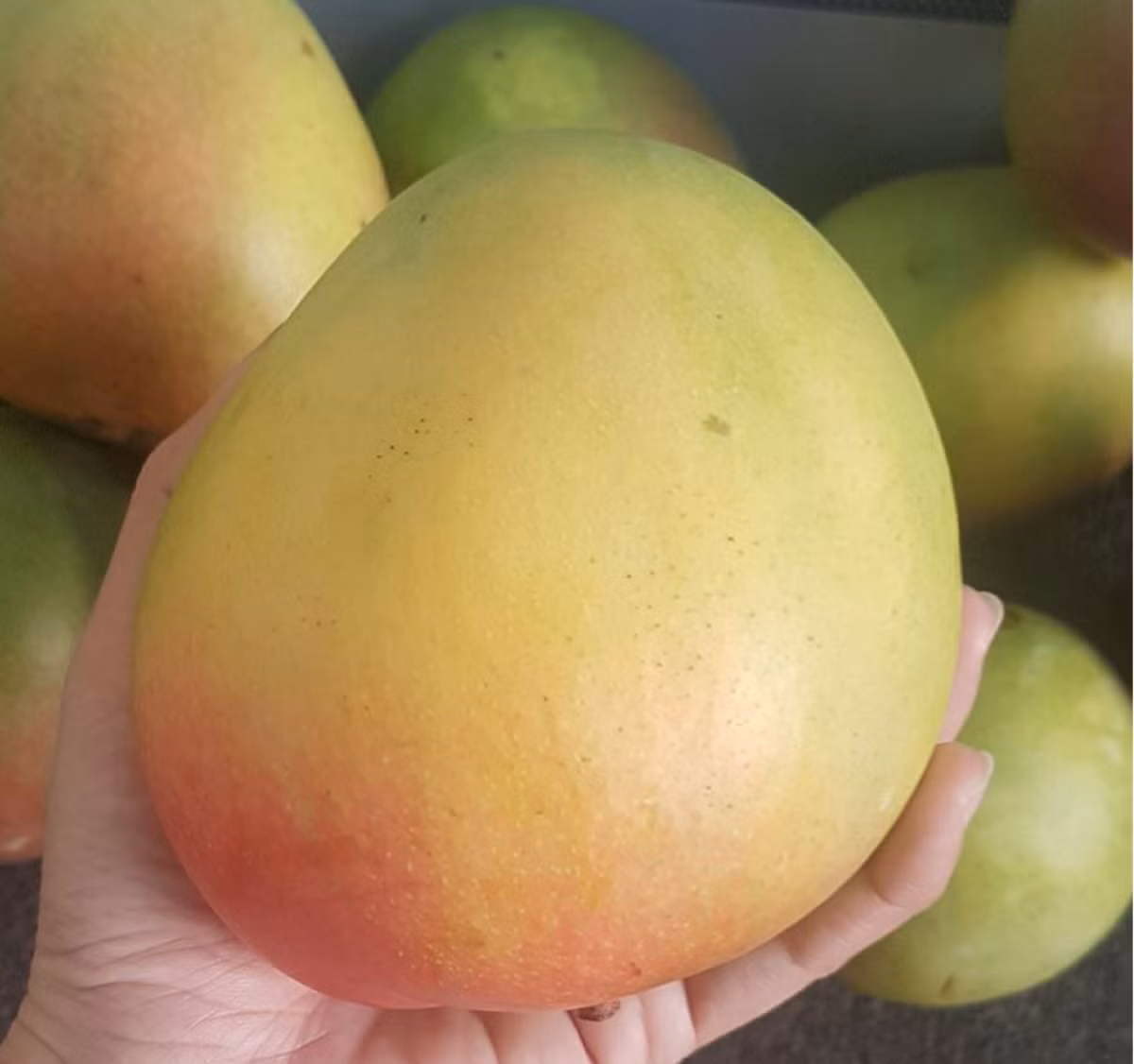 Xoài Úc bán đầy chợ 10.000 đồng/kg vẫn ế - Hình 2 Xoai Uc ban day cho 10.000 dong/kg van e-Hinh-2