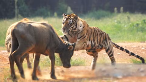 Chính tính cách này của tuổi Dần hoàn toàn không phù hợp với sự trầm ổn, bình thản và muốn bước đi từng bước vững chãi, chắc chắn của tuổi Sửu. Nếu người tuổi Sửu kết đôi với người tuổi Dần, bạn sẽ luôn phải chạy theo người tuổi Dần một cách mệt mỏi và chán nản hạnh phúc sẽ khó lòng bền vững. (Thông tin trong bài chỉ mang tính tham khảo).