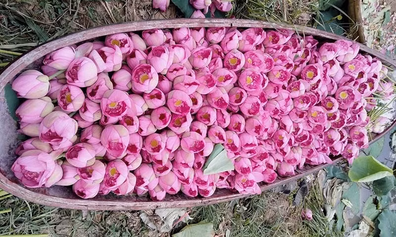 Ky luc trieu bong hoa sen cua anh nong dan Ha Noi-Hinh-3