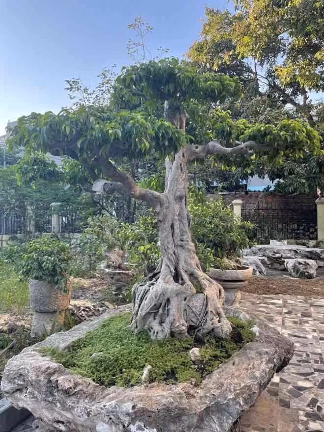 Lao nong mua cay sanh xau xi ve uon, khach tra gia khung quyet khong ban