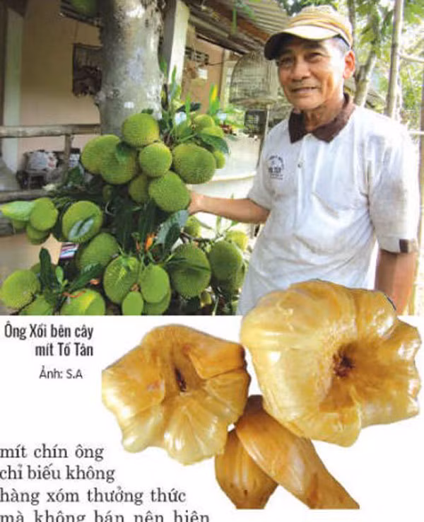 Cay mit la o Ben Tre ra 200-300 trai
