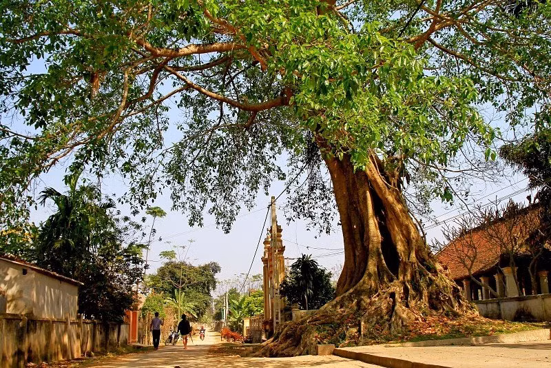  Cây đa. Gốc rễ của cây đa thường rất to và thô, khiến địa hình xung quanh trở nên lồi lõm, mất cân bằng. Đây là kiểu phong thủy nhà ở không tốt. Ngoài ra, người xưa quan niệm cây đa là nơi trú ngụ của âm khí, thường được trồng ở đền thờ, miếu mạo nên không thích hợp để trồng trước hay trong nhà.