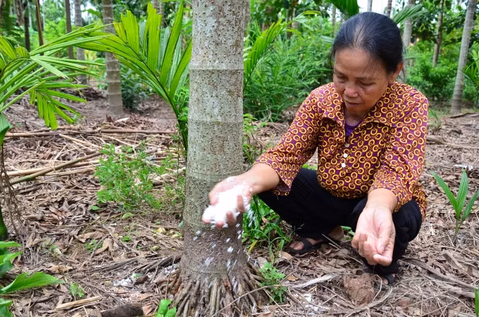 Loai cay o Viet Nam an mot nam muoi, tra mot phan vang
