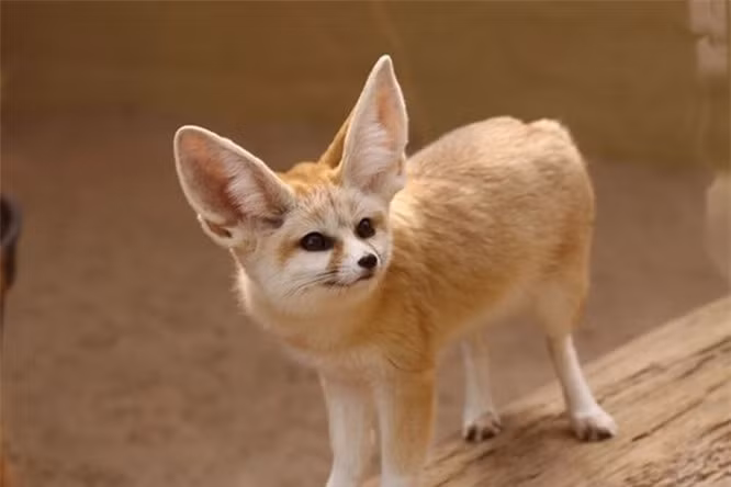 2.Cáo Fennec: Cáo Fennec cực kỳ thích đùa nghịch và thân thiện với gia chủ, thậm chí trông chúng giống như sự kết hợp của chó và mèo hơn là cáo. Bộ lông mềm mượt, thân hình bé nhỏ và đôi tai dài rộng khiến chúng trở thành một trong những loài vật dễ thương nhất thế giới.