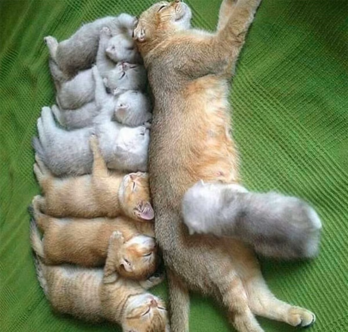 Được cái "mắn" đẻ.