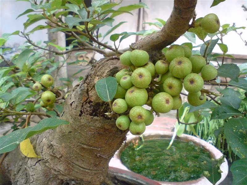 Gia chu nen dat 5 loai cay canh nay trong nha de chieu tai loc-Hinh-2