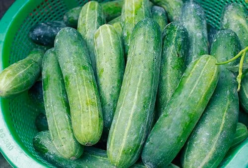 Vị đắng của dưa chuột có thể khiến một người khỏe mạnh mất mạng - Hình 2 Vi dang cua dua chuot co the khien mot nguoi khoe manh mat mang-Hinh-2