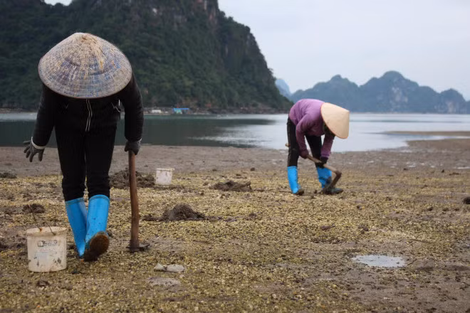 Cận cảnh đi săn sá sùng kiếm tiền triệu mỗi ngày Can canh di san sa sung kiem tien trieu moi ngay