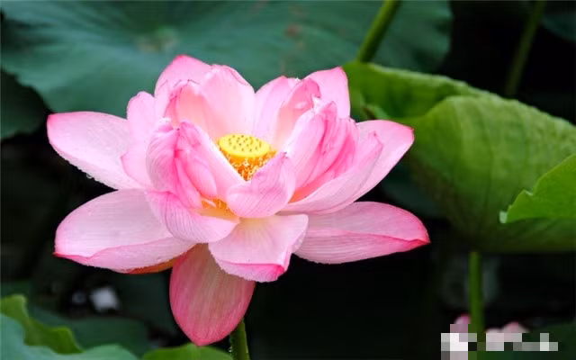 Sinh vao 3 thang Am lich nay, cuoc doi suon se, lam dau thang day-Hinh-2