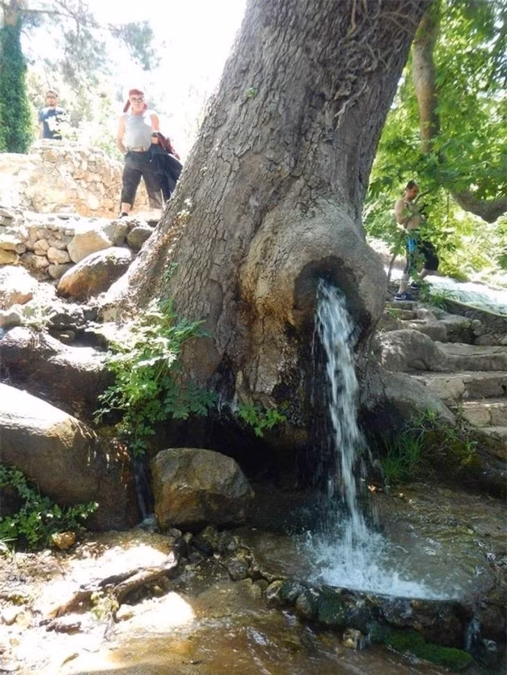 Dòng suối chảy qua một cái cây.