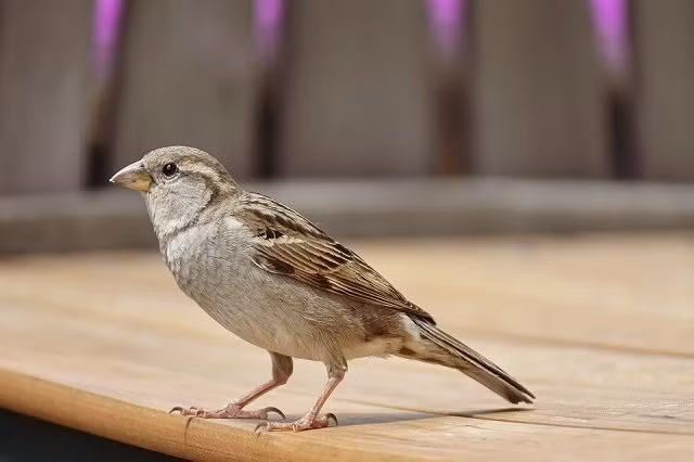 Trong nhà có 5 dấu hiệu này gia chủ ngày càng vương giả Trong nha co 5 dau hieu nay gia chu ngay cang vuong gia