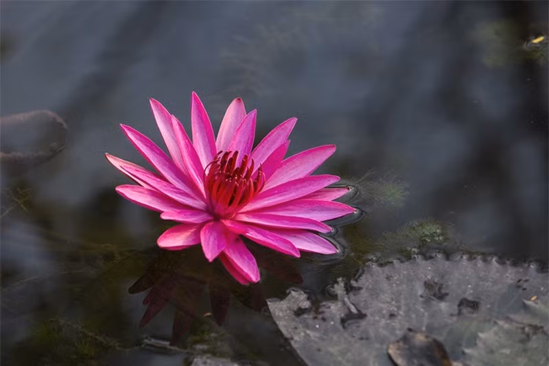 Hoa súng nở đẹp nhất vào buổi sáng, khi có nắng lên.
