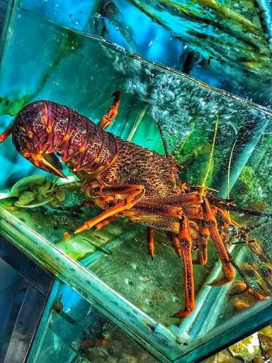 Tôm hùm Úc là một loài tôm hùm thuộc vùng biển Nam Úc và New Zealand, có họ hàng với tôm hùm. Ảnh: Haisantoanphat.