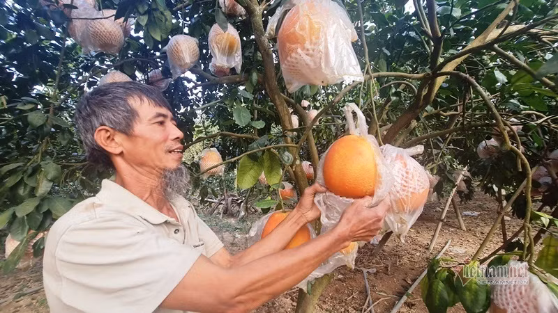 Tranh nhau dat coc buoi do 