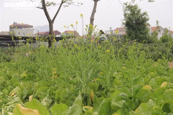 Những luống rau cải không ai mua, hoa mọc dài. Người dân phải cắt bỏ ngay tại ruộng để làm phân bón.
