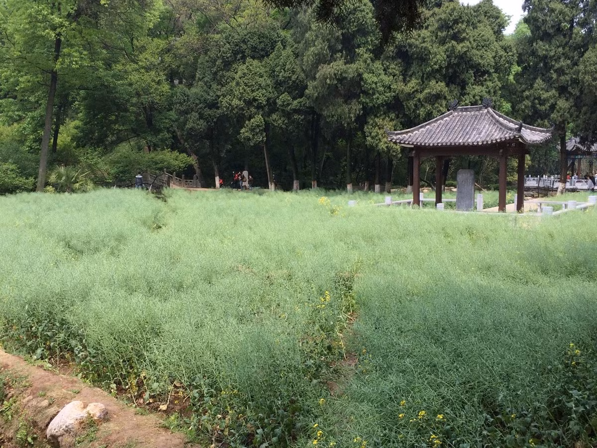Nằm giữa Lạc Sơn và Long Trung Sơn là hơn 100 mẫu ruộng. Nơi đây được cho là nơi Gia Cát Lượng từng tự mình trồng cấy. Ảnh: Baike