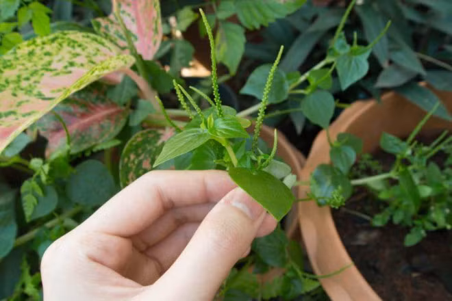 Rau mọc dại bờ rào ở Việt Nam được nhiều nước khác xem là thần dược Rau moc dai bo rao o Viet Nam duoc nhieu nuoc khac xem la than duoc