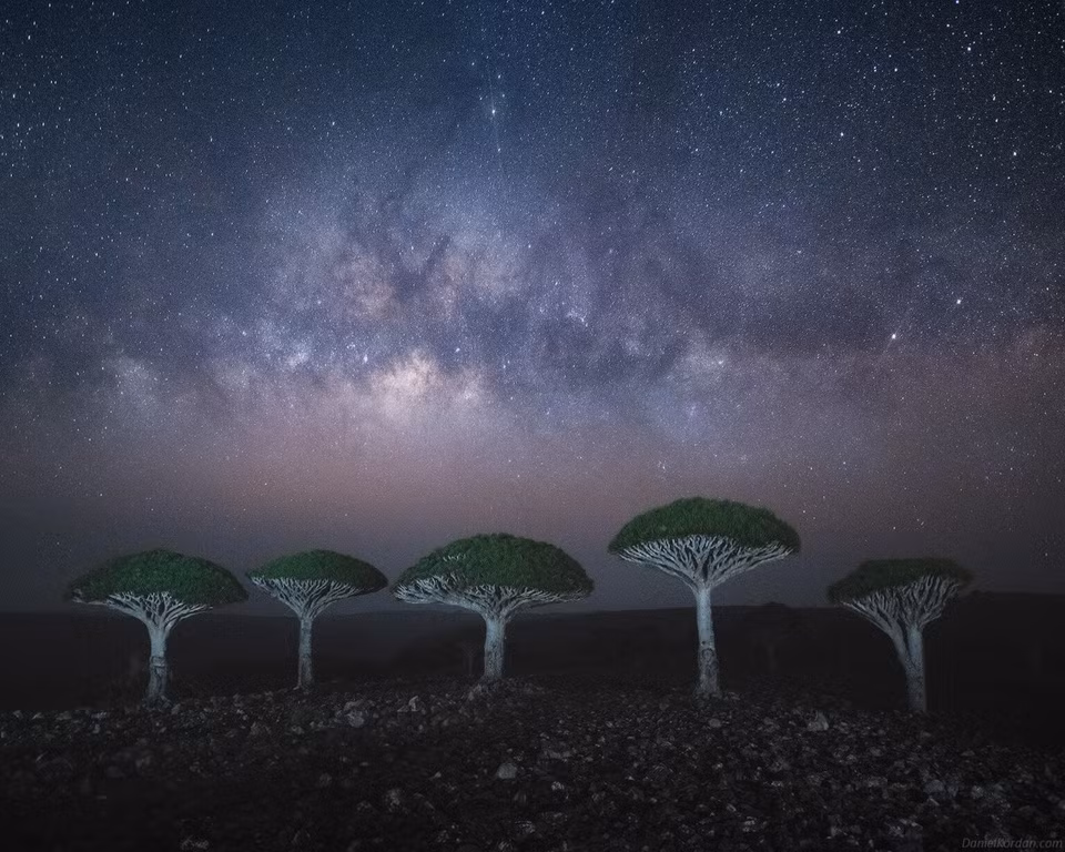 br/> Theo Global Trees Campaign, người dân đảo Socotra sử dụng quả của cây máu rồng làm thức ăn cho bò và dê. Tuy nhiên, họ chỉ sử dụng một lượng ít. Nhựa cây này còn có công dụng chữa bệnh theo dân gian như làm lành vết thương, bồi bổ sức khỏe, hay tạo nên lớp sơn của những cây đàn violin Stradivarius nổi tiếng.