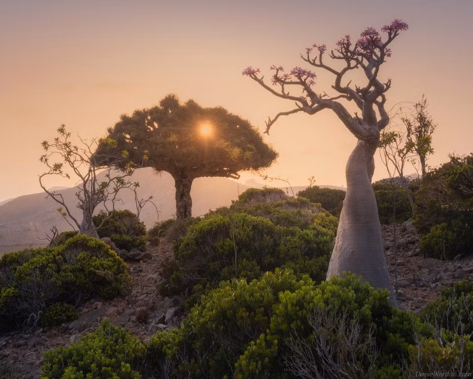 br/> Cây máu rồng được coi là biểu tượng của đảo Socotra. Tuổi thọ của cây có thể lên tới hàng trăm năm nhưng loài này đang đứng trước nguy cơ biến mất vĩnh viễn. Bởi, Socotra ngày càng khô hạn, mưa mùa thất thường và ít đi do biến đổi khí hậu. Các nhà khoa học dự báo đến năm 2080, 45% môi trường sống lý tưởng của cây máu rồng có thể mất đi.