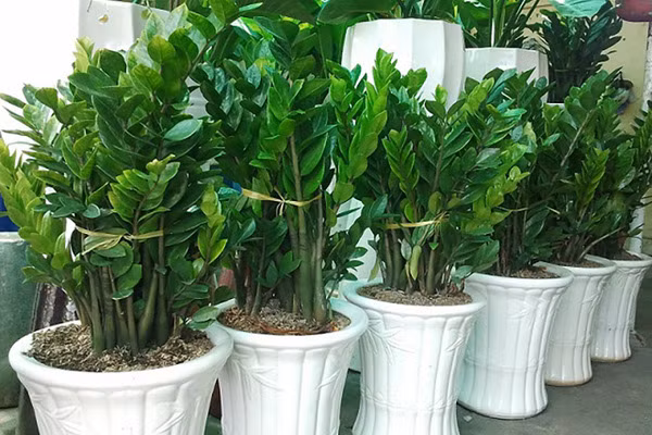 5 loại cây cảnh kích thước lớn mang lại may mắn nên trồng trong nhà ảnh 2