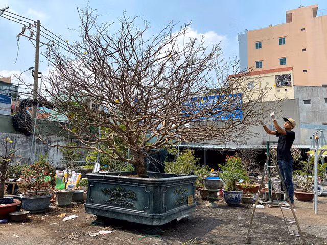 Cay mai tram tuoi, dai gia tra gia tien ty van khong ban