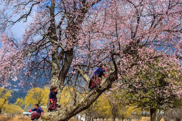  Buổi sáng khi trên đường từ Thimphu đến cố đô Punakha, thấy cả dãy núi tuyết Himalaya rực sáng khi bình minh lên quanh khu rừng thông cổ thụ trên đèo Dochula.